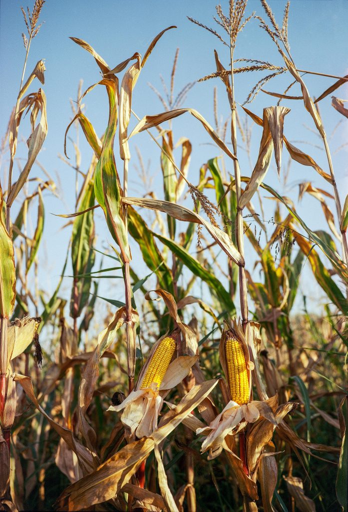 pexels-photo-872483-872483 Golden corn cobs ready for harvest in a sunlit rural cornfield.